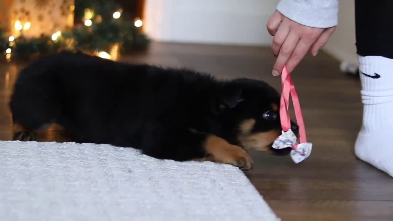 Rottweiler dogs for sale: Raven - Video 1