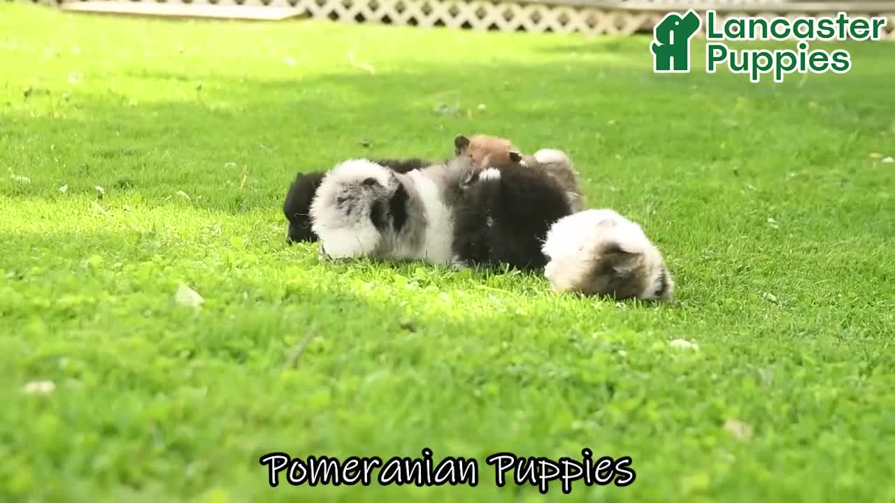 Pomeranian dogs for sale: Buttercup  - Video 1