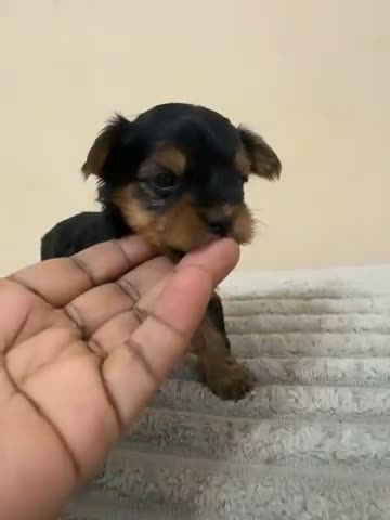 Yorkshire Terrier dogs for sale: Chanel - Video 1