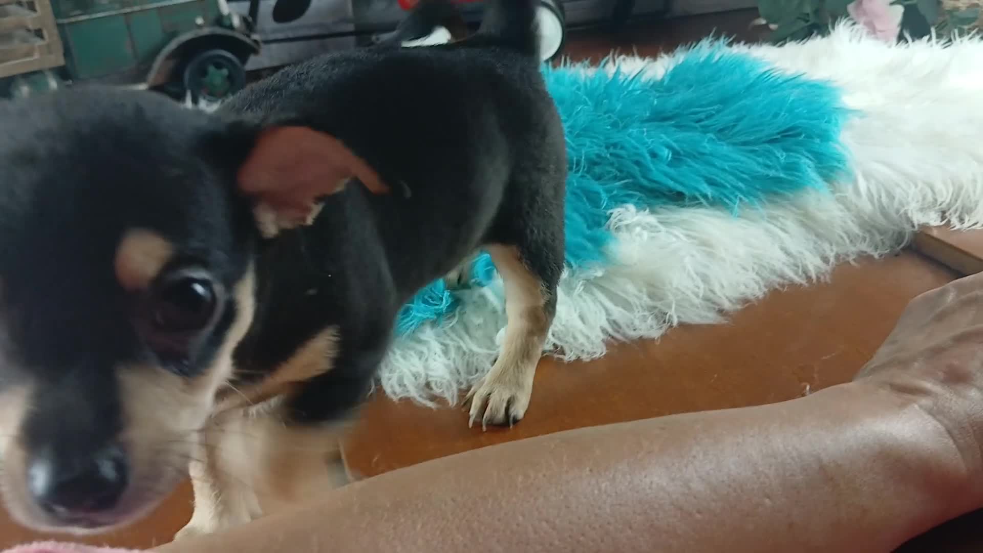 Chihuahua dogs for sale: White blk tri male Hand Delivery  - Video 2