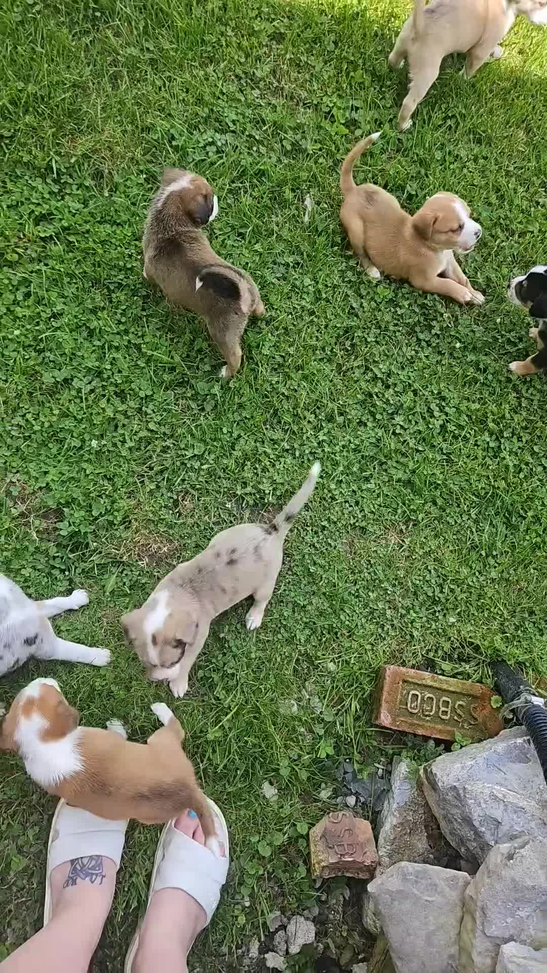 Mixed Breed dogs for sale: Potato - Video 1
