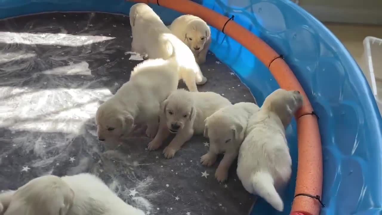 Golden Retriever dogs for sale: Rose AKC Cream Golden Retriever Female  - Video 1