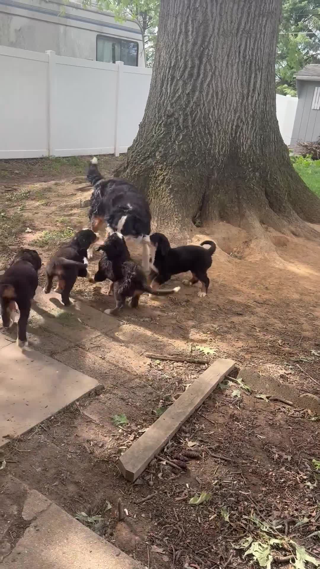 Bernese Mountain Dog dogs for sale: Baileys - Video 1