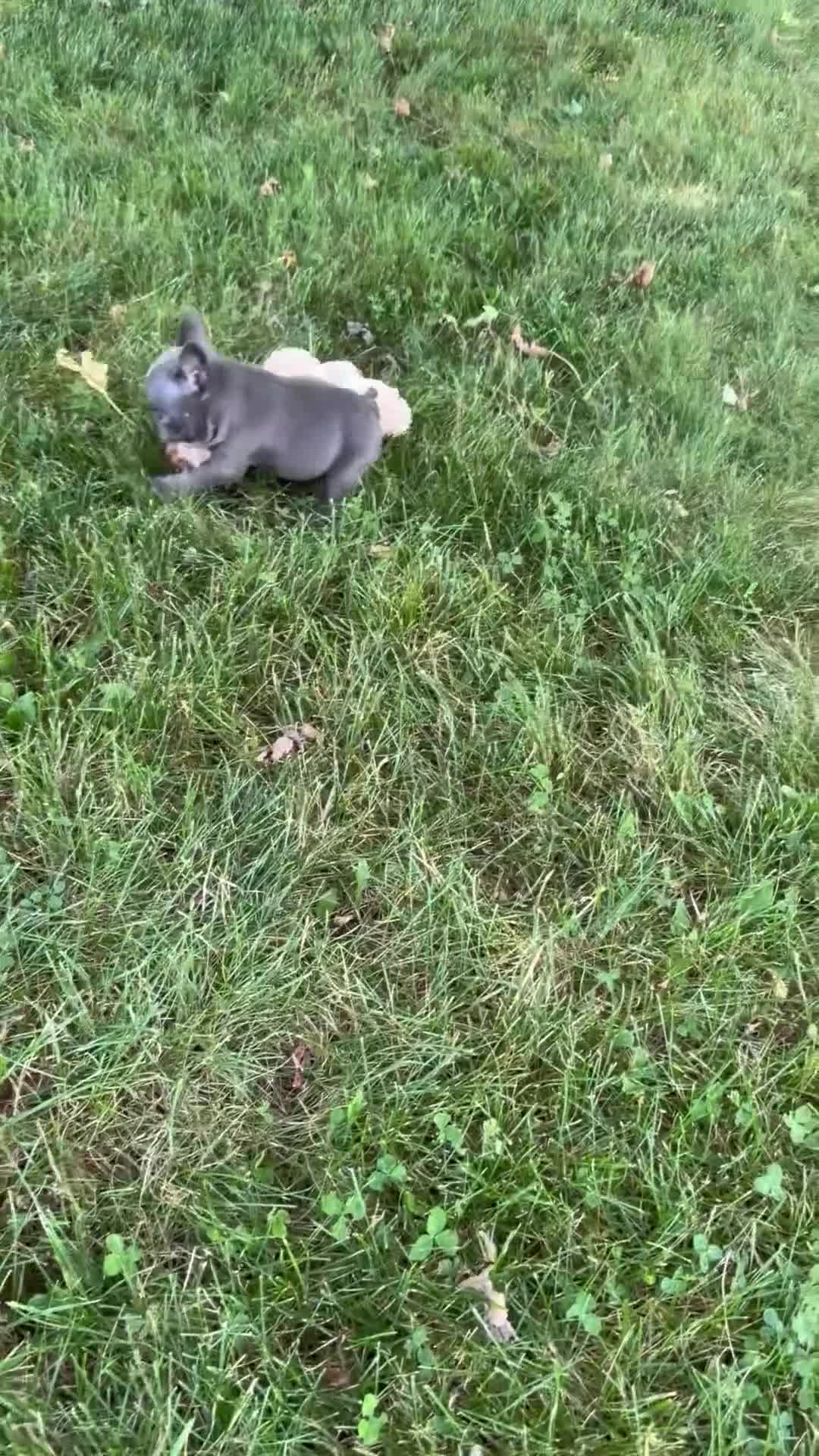 French Bulldog dogs for sale: Blue Bell - Video 1