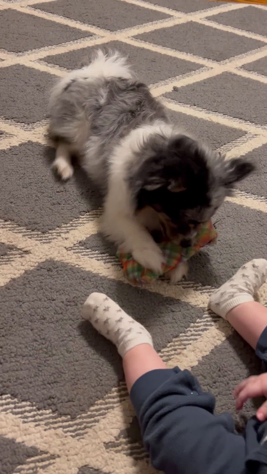 Pomeranian dogs for sale: Pomeranian Puppy 1 - Video 1