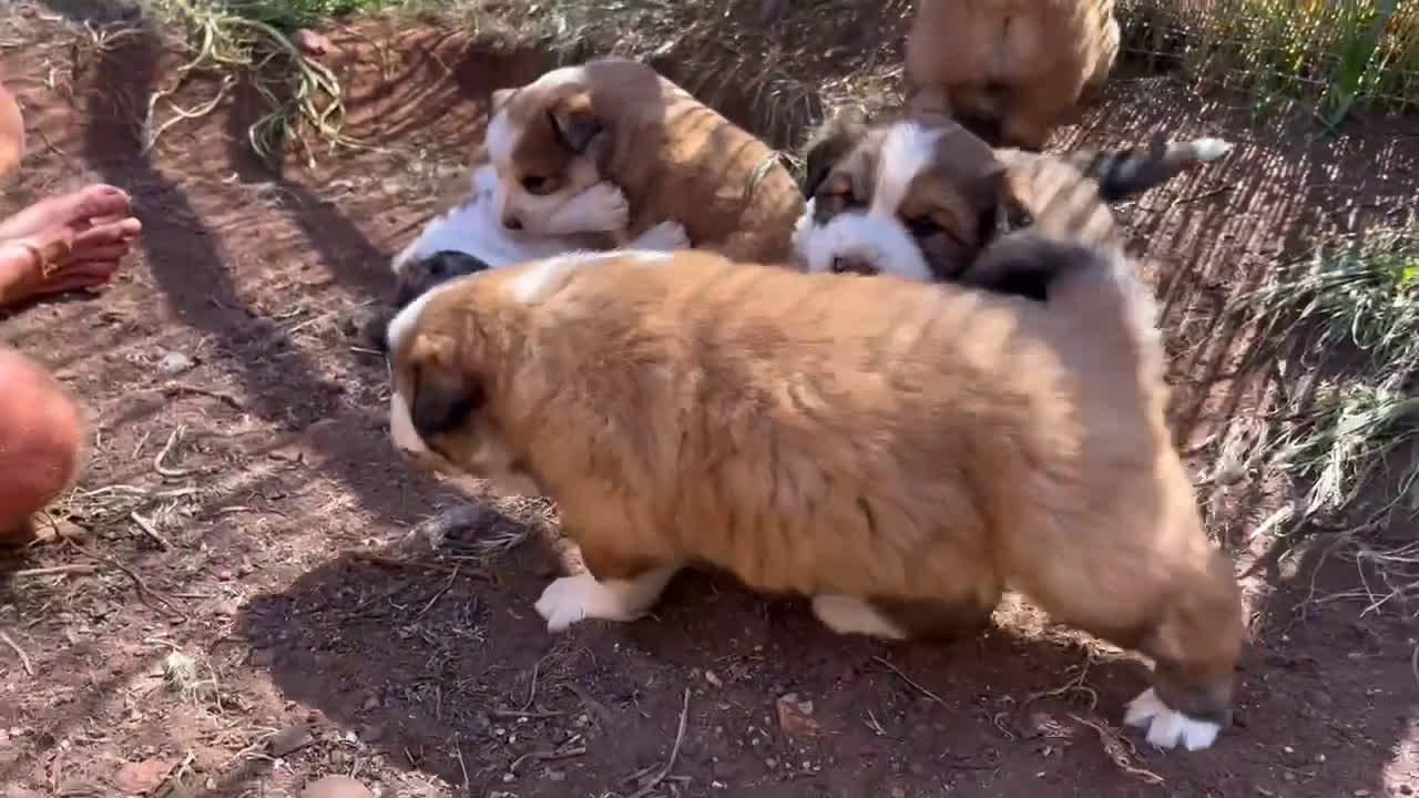 Mixed Breed dogs for sale: Francis - Video 1