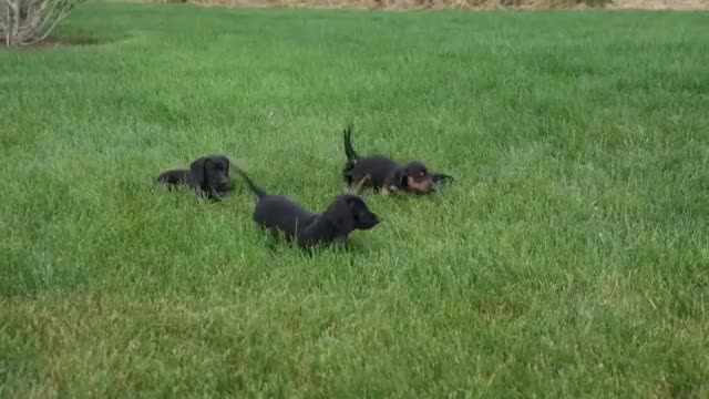 Miniature Dachshund dogs for sale: Patsy - Video 2