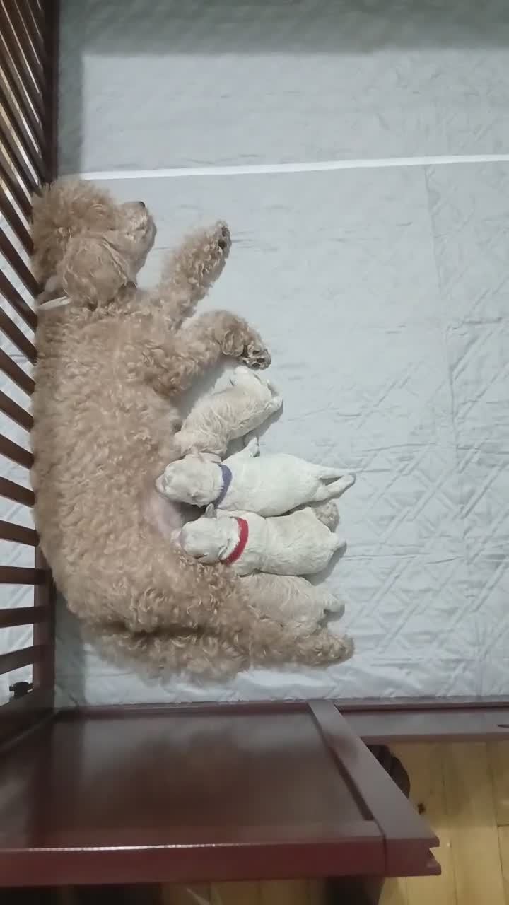 Miniature Poodle dogs for sale: Miniature Poodle 4 - Video 2