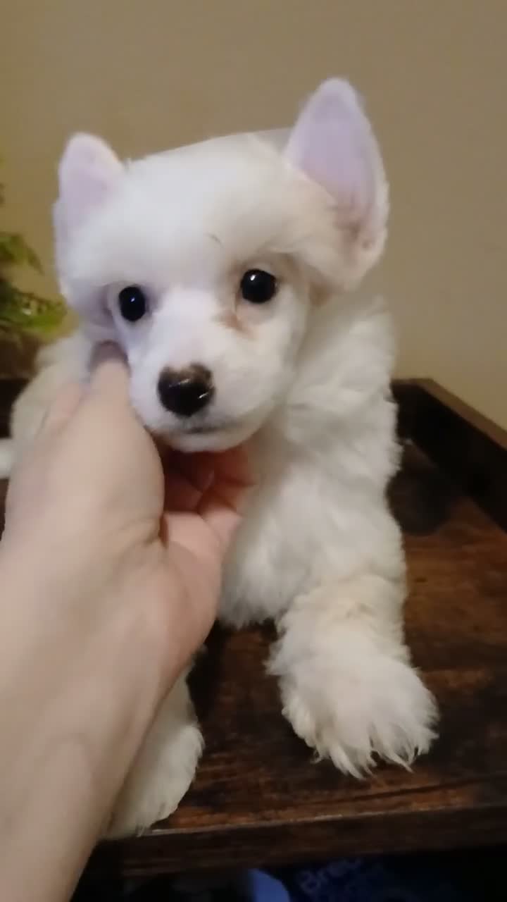 Chinese Crested dogs for sale: Milo - Video 1