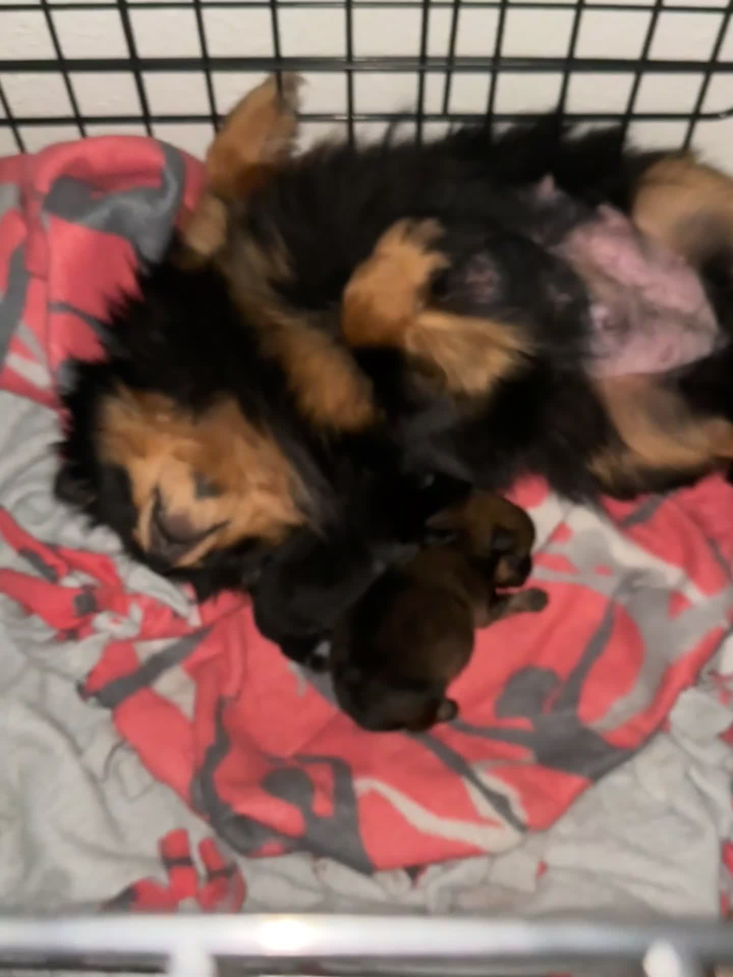 Pomeranian dogs for sale: Pomeranian Puppy 1 - Video 1