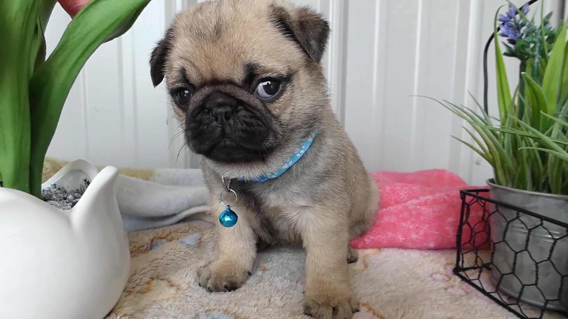 Pug dogs for sale: Pug Puppy 4 Petunia - Video 1
