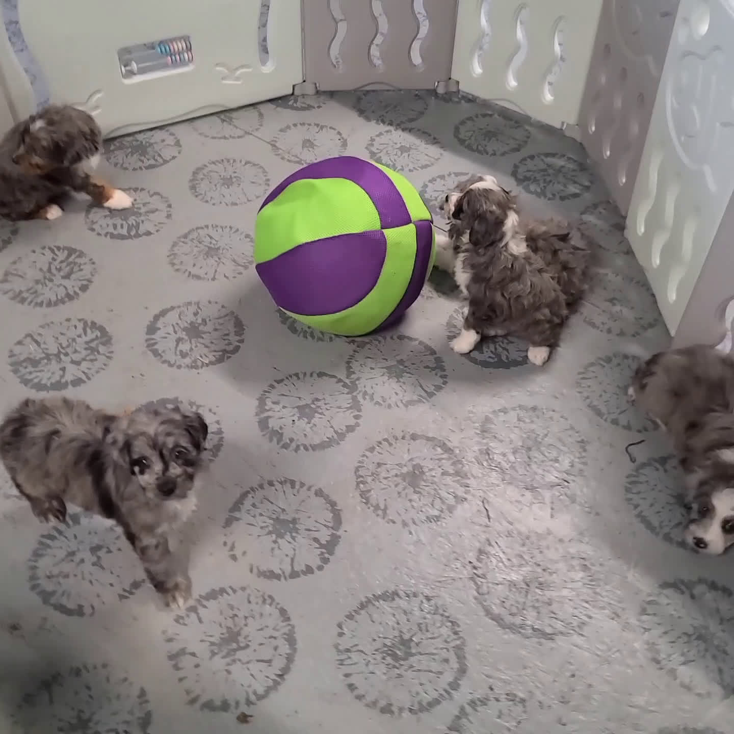 Mini Aussiedoodle dogs for sale: Noah - Video 1