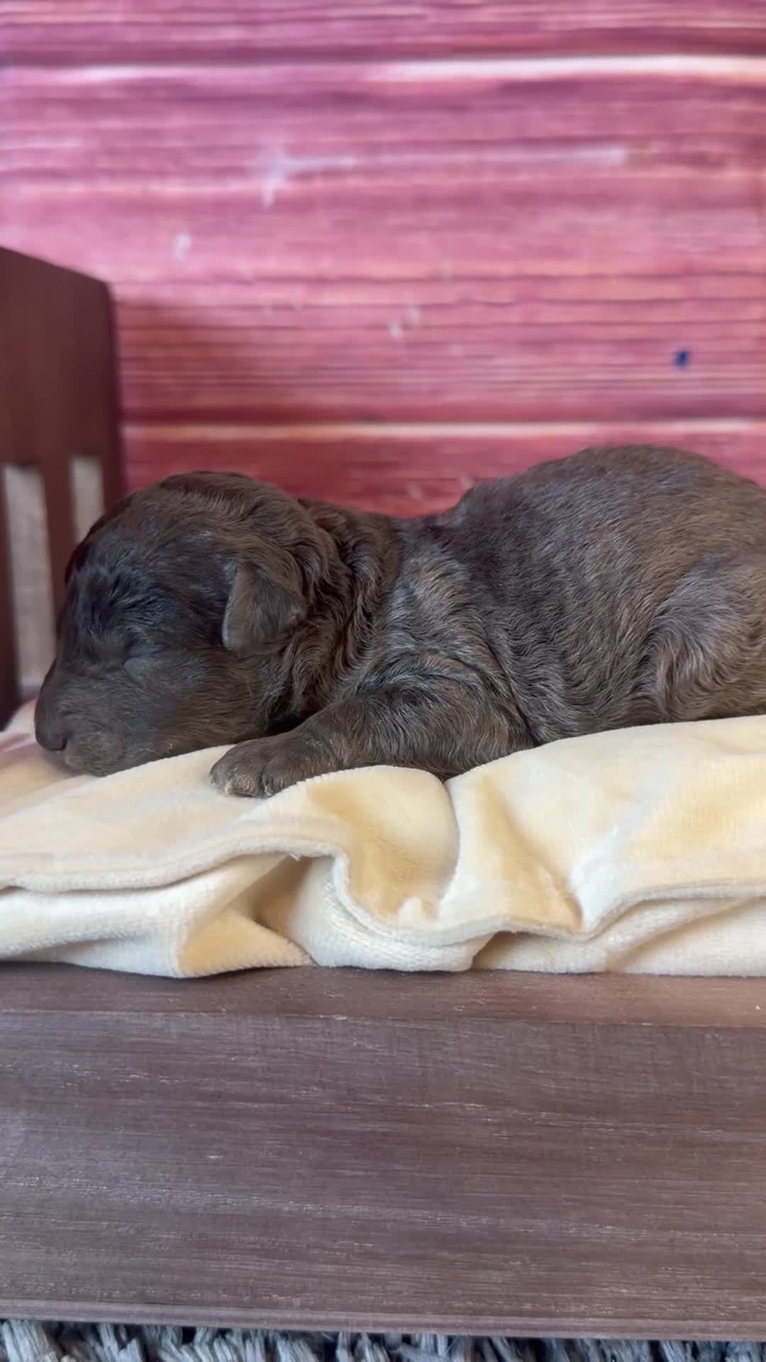 Toy Poodle dogs for sale: Bane ( dark blue Merle) - Video 1