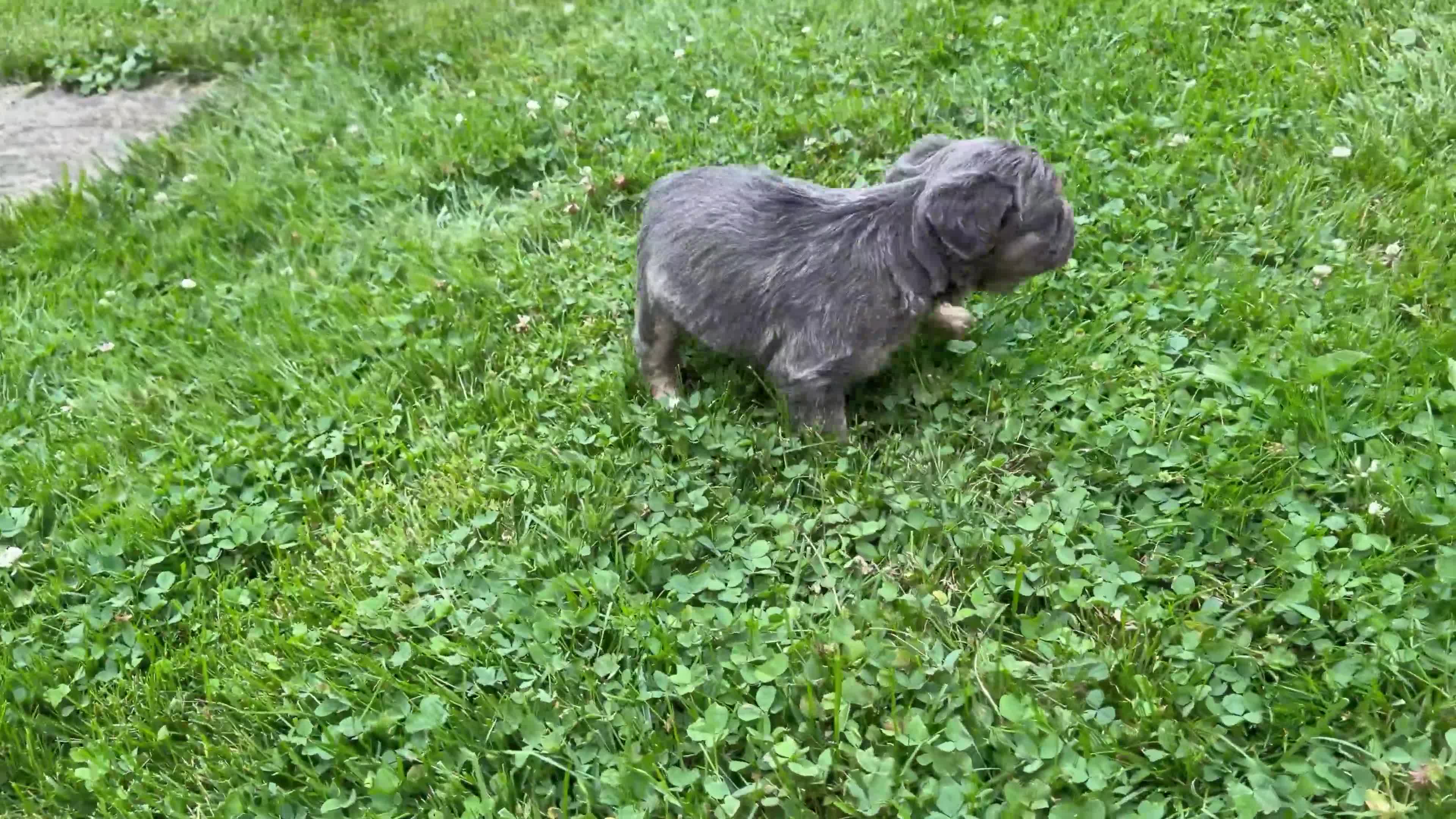 French Bulldog dogs for sale: Cash - Video 1