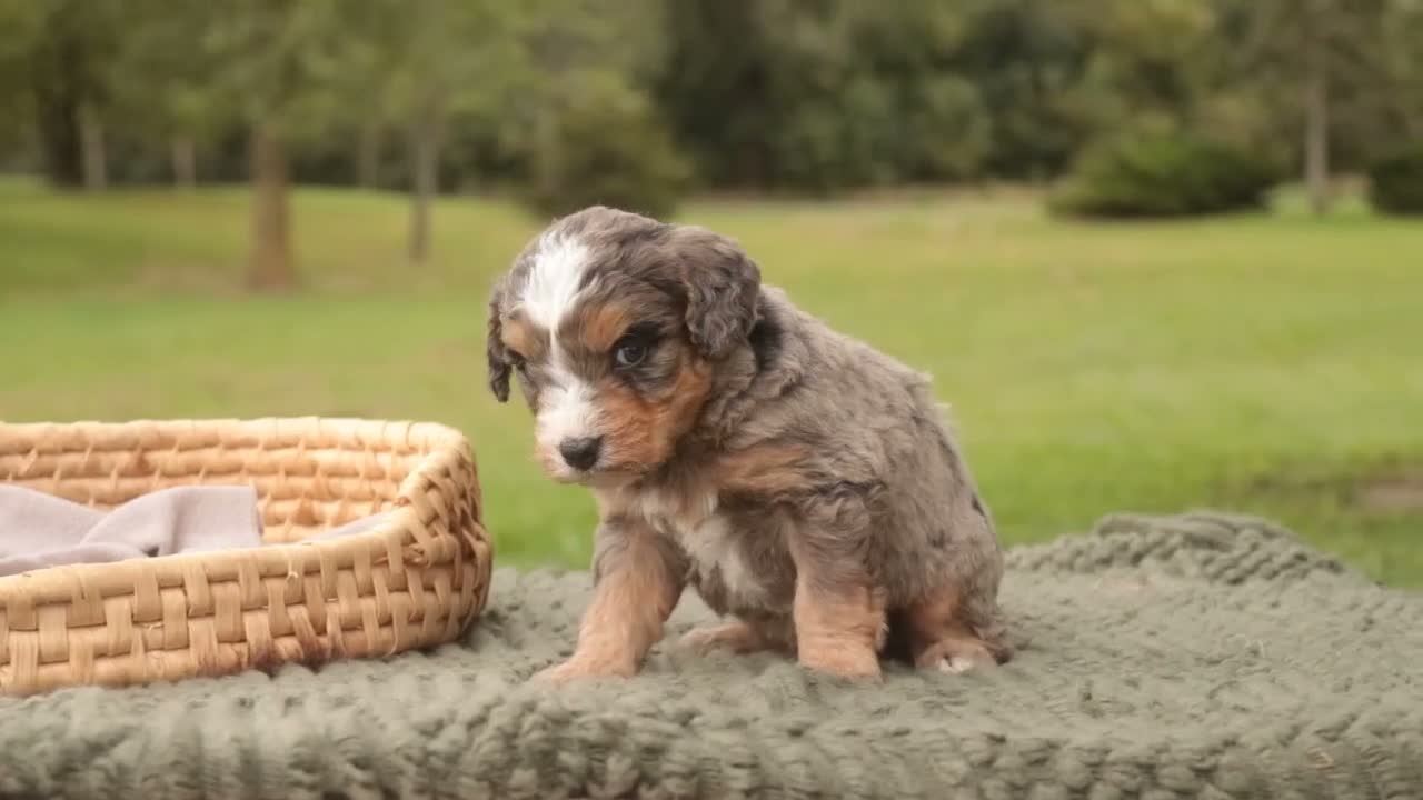 Mini Bernedoodle dogs for sale: Harvest F1 Mini Bernedoodle  - Video 3