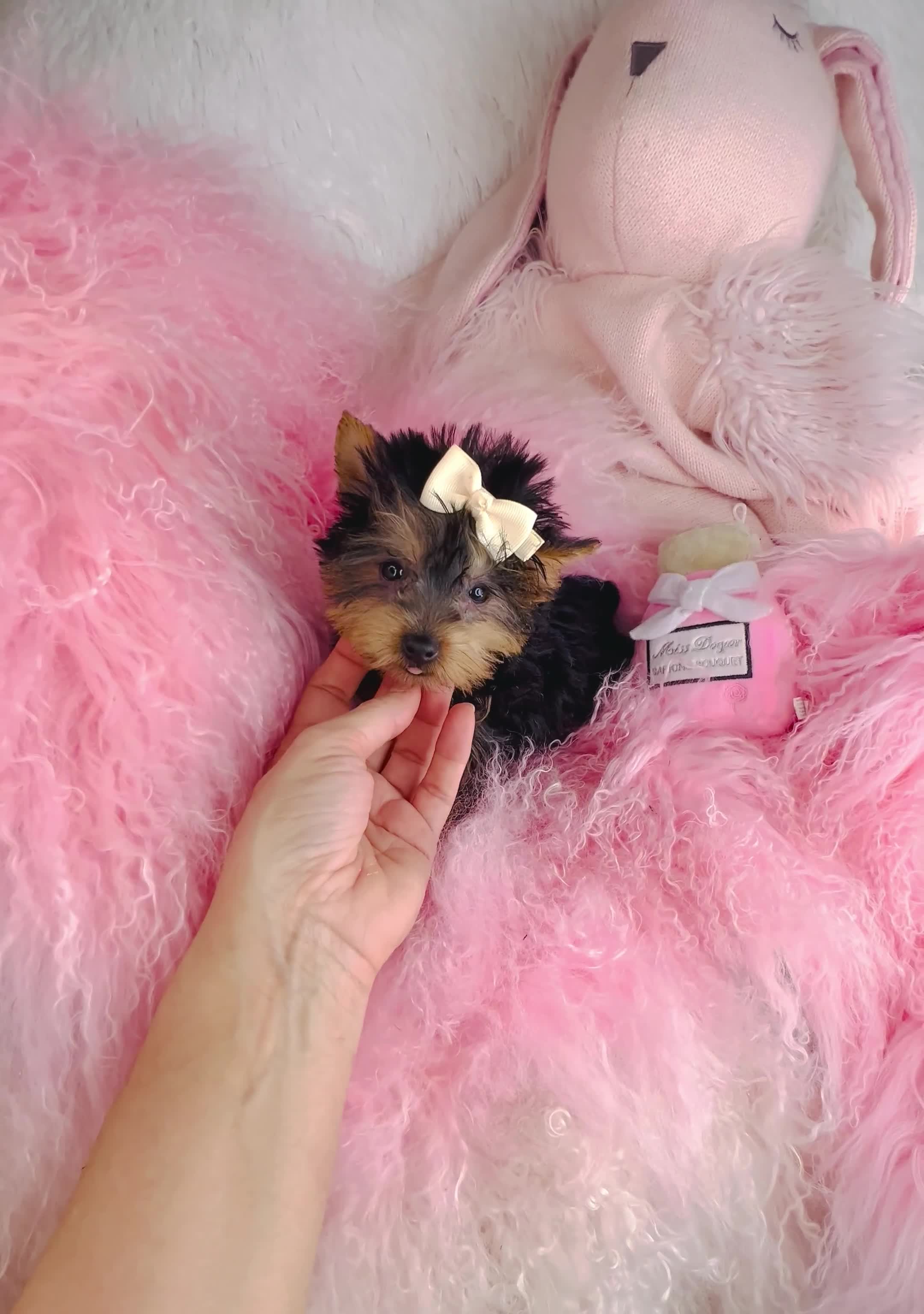 Yorkshire Terrier dogs for sale: Yorkshire Terrier Puppy 1 - Video 1