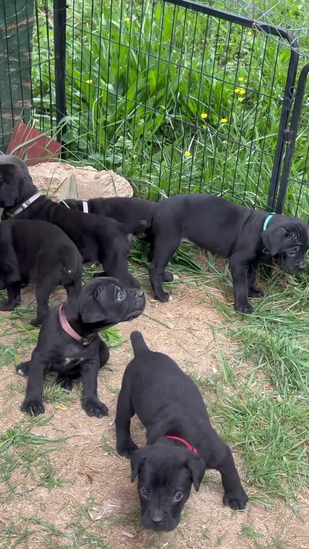 Cane Corso dogs for sale: Rose - Video 1