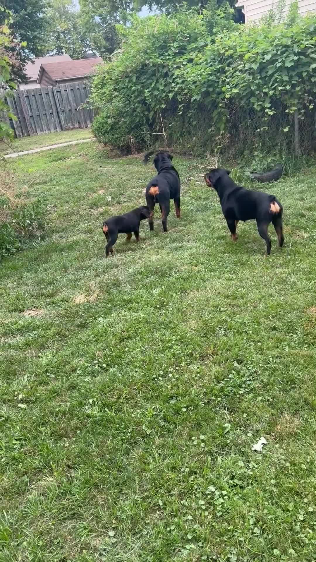 Rottweiler dogs for sale: Female 1 - Video 1
