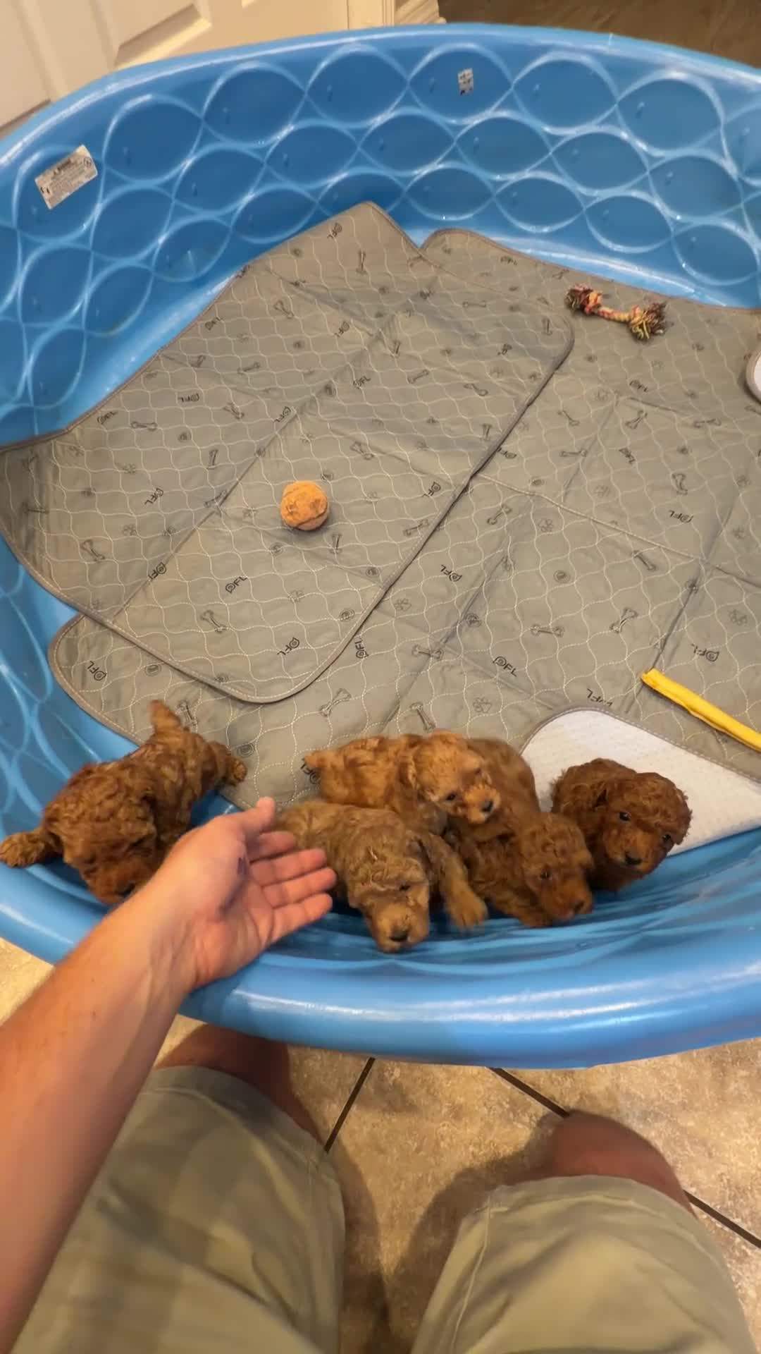 Toy Poodle dogs for sale: Toy Poodle 1 sugar  - Video 2