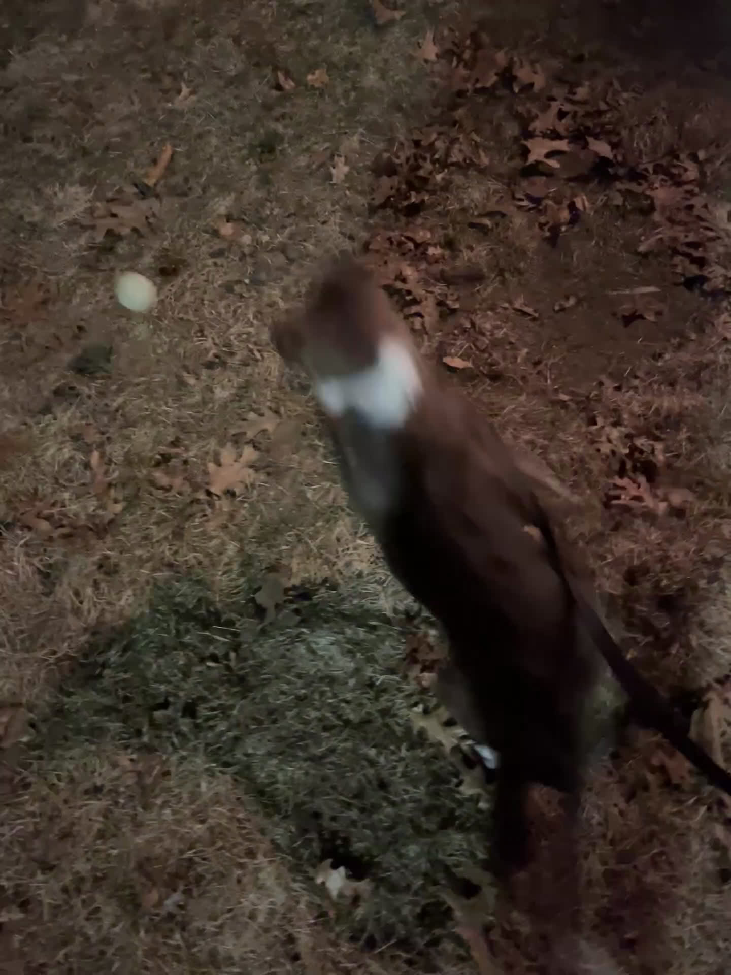 Border Collie dogs for sale: Border Collie Puppy 1 - Video 1