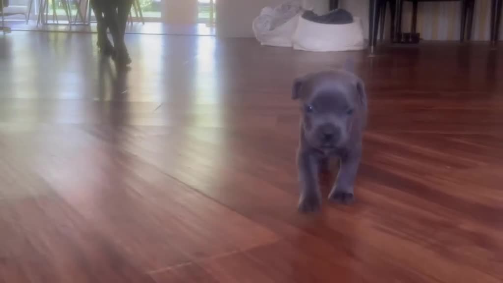 Cane Corso dogs for sale: Cane Corso Puppy 7 - Video 1