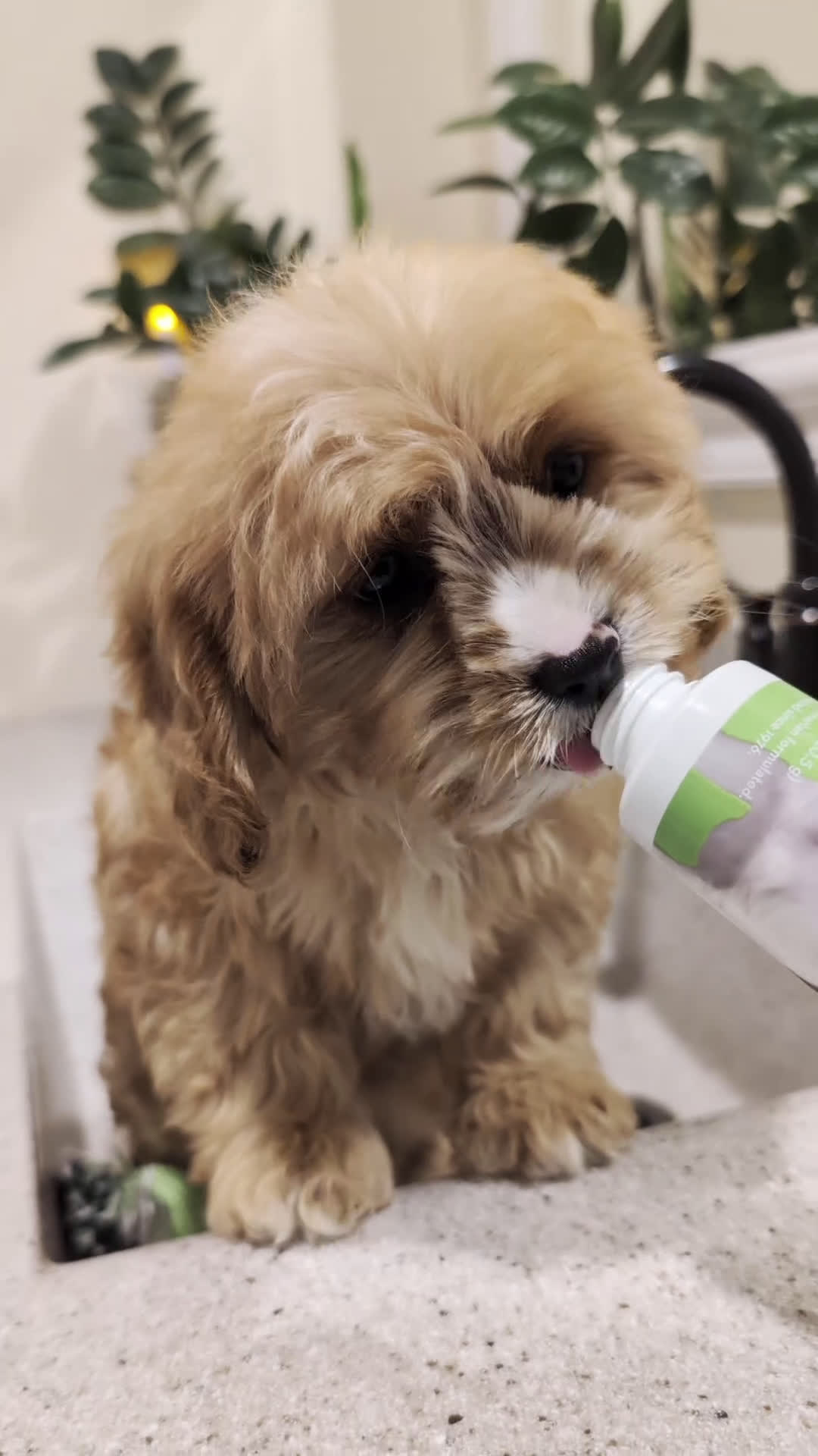 Cavapoo dogs for sale: Barbie  - Video 1