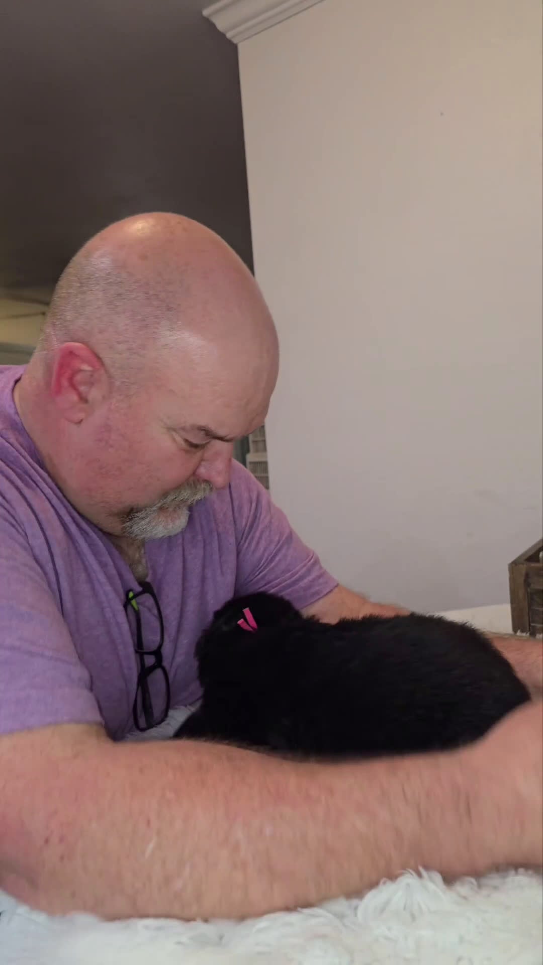 German Shepherd dogs for sale: Solid Black long hair Female Pink - Video 1