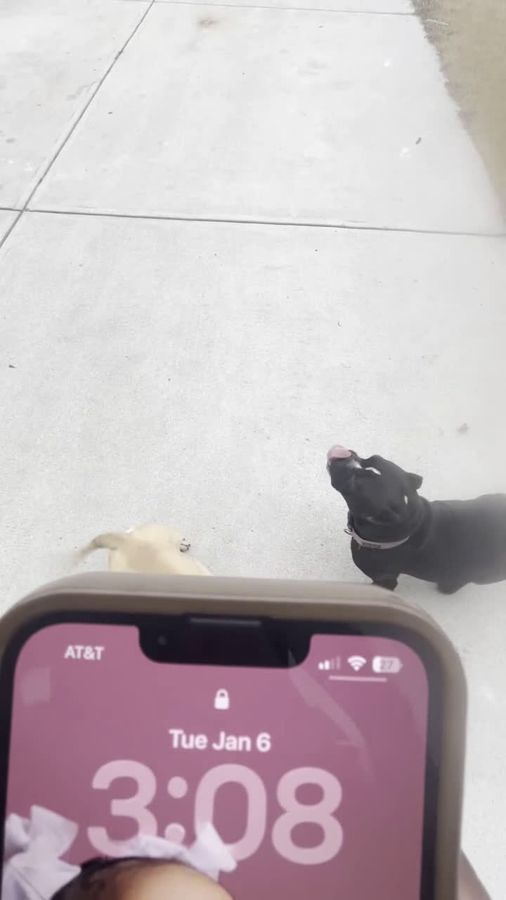 American Bully dogs for sale: American Bully Puppy 1 - Video 1