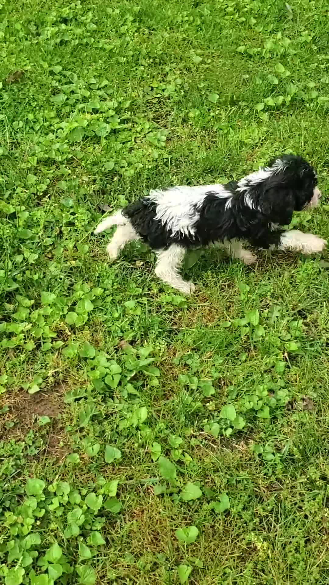 Cavapoo dogs for sale: Oreo - Video 1