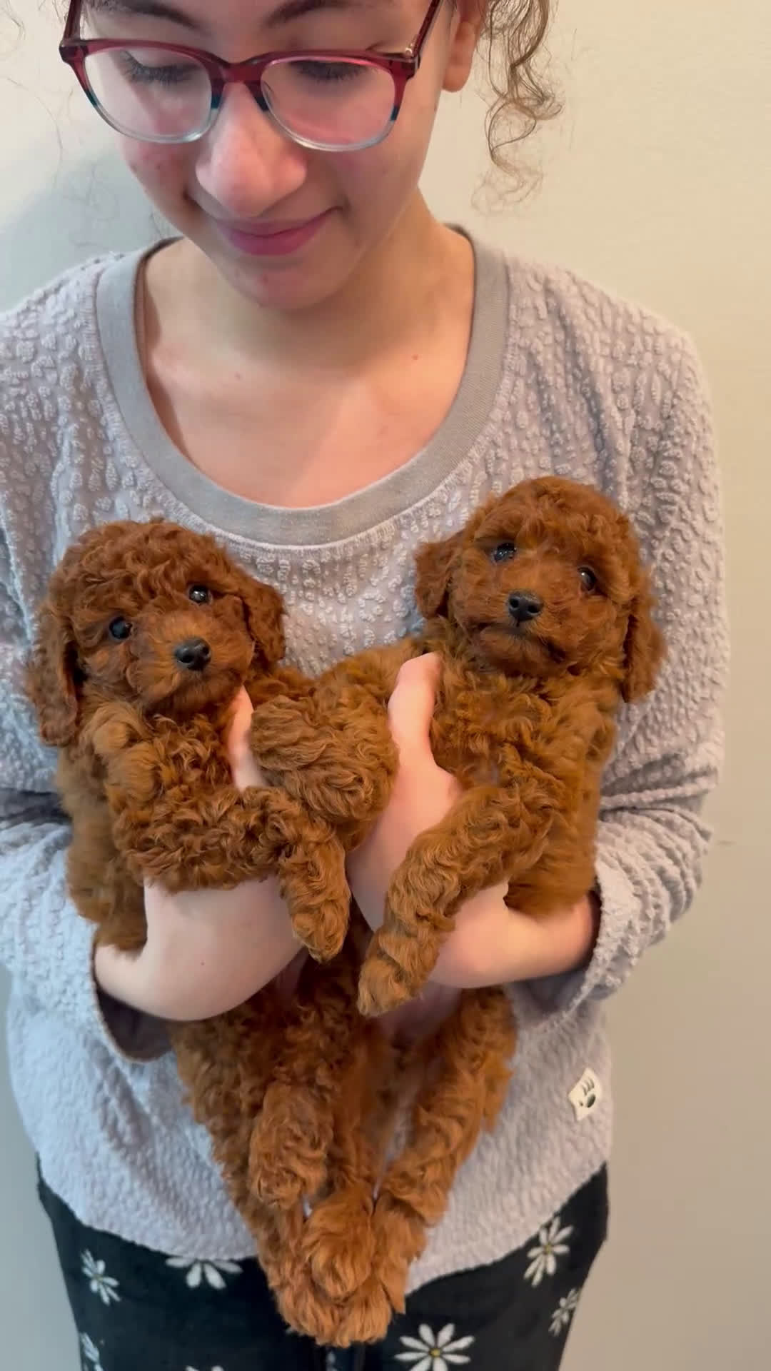 Toy Poodle dogs for sale: Milo - Video 2