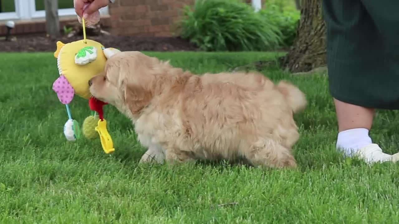Golden Retriever dogs for sale: Loki - Video 1