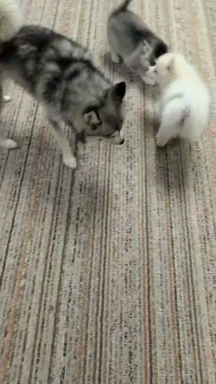Pomsky dogs for sale: Poppy - Video 1