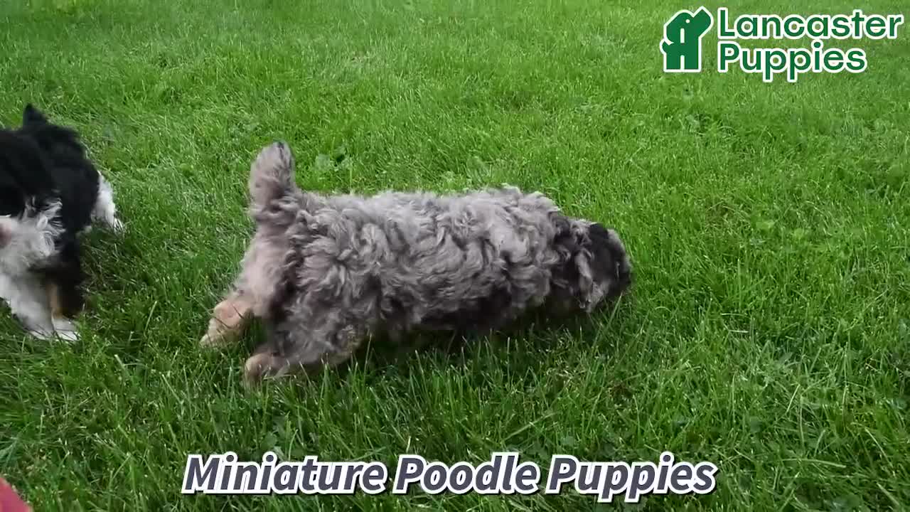 Miniature Poodle dogs for sale: Muffin - Video 1