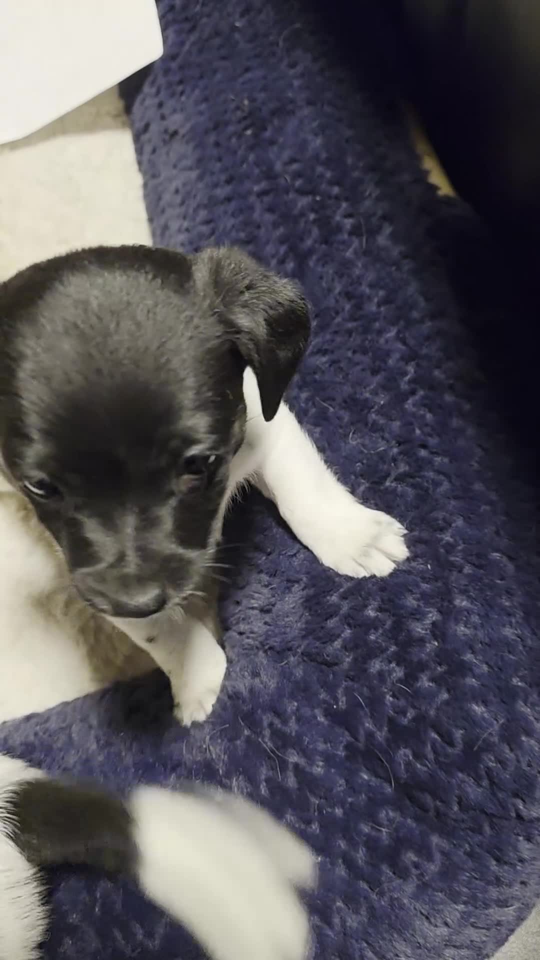 Rat Terrier dogs for sale: Rat Terrier Puppy 1 - Video 1