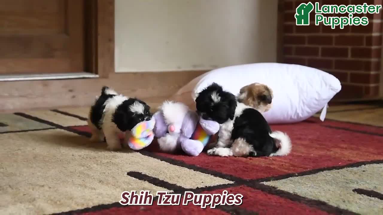 Shih Tzu dogs for sale: Marigold - Video 1