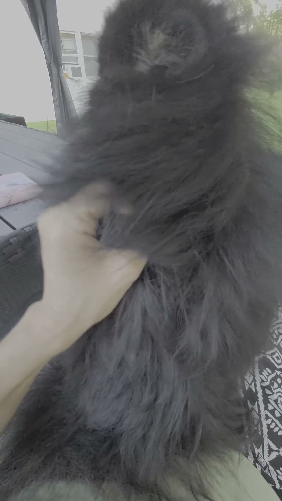 Pomeranian dogs for sale: Barney - Video 2