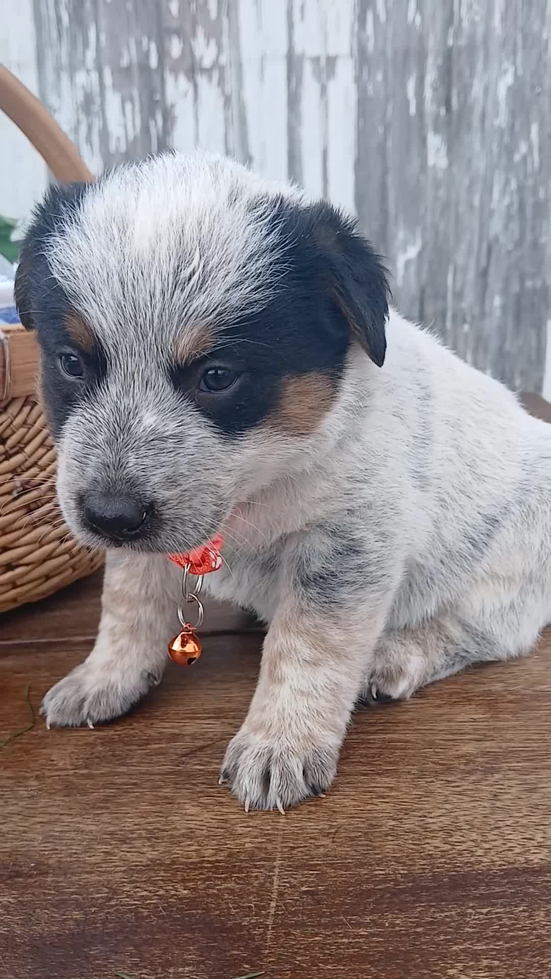 Australian Cattle Dog dogs for sale: Australian Cattle Dog Puppy 8 Daly - Video 1