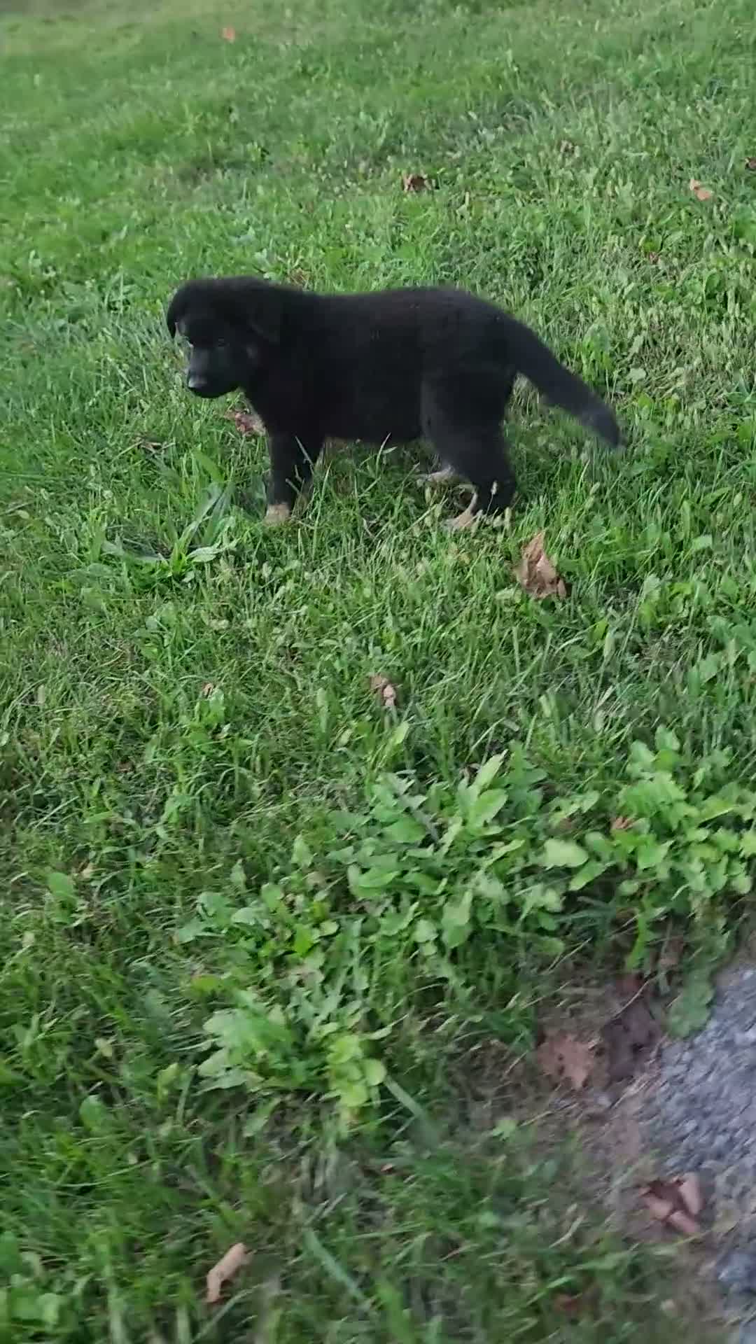 German Shepherd dogs for sale: Trek - Video 1