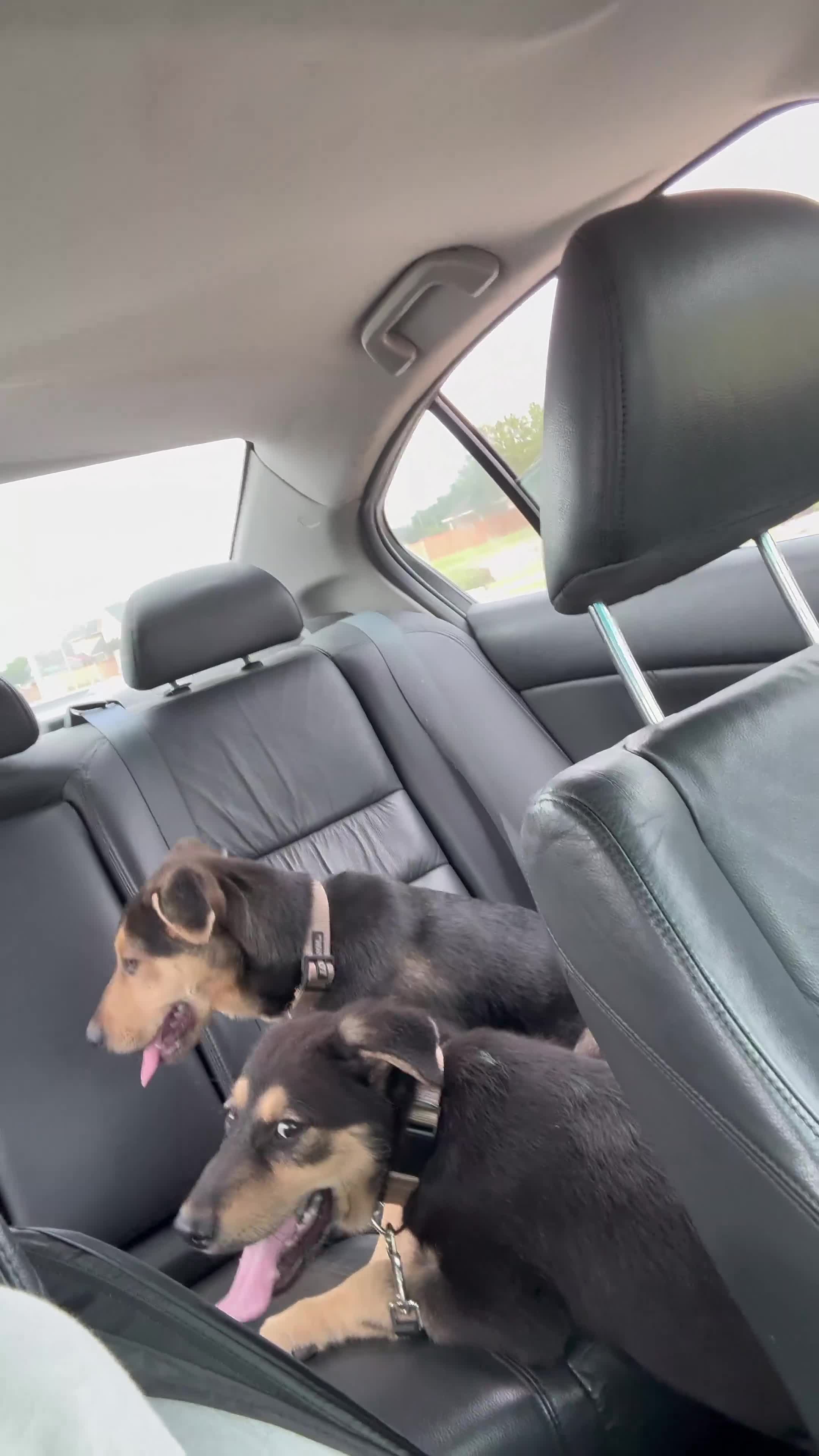 Sheprador dogs for sale: Sheprador Puppy 1 - Video 1