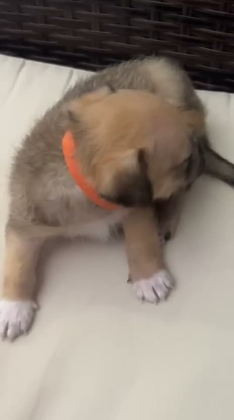 Mixed Breed dogs for sale: Orange  - Video 1