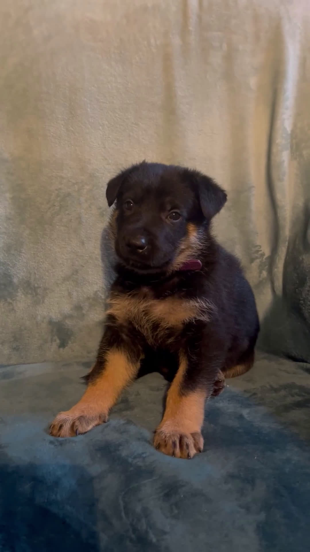 Golden Shepherd dogs for sale: German Shepherd Puppy 8 purple 1 - Video 1