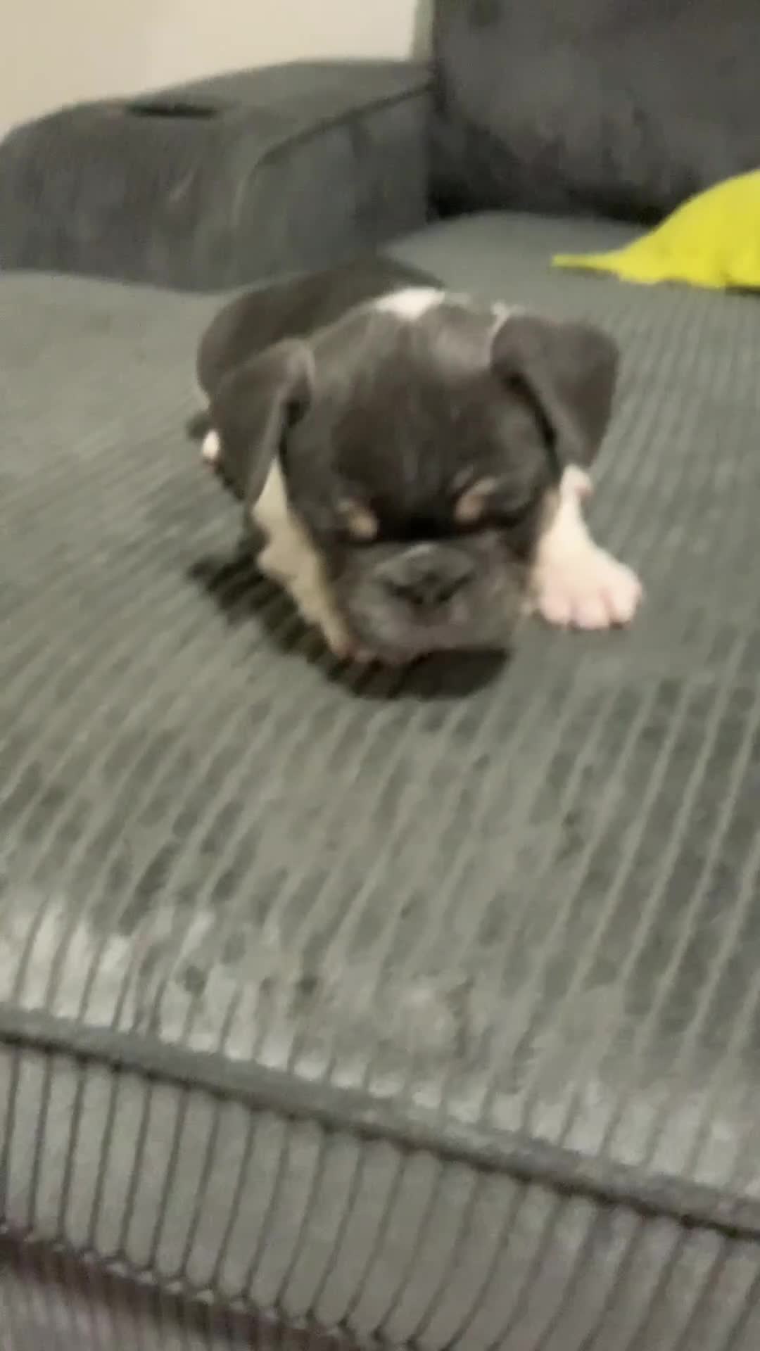 French Bulldog dogs for sale: French Bulldog Puppy 2 - Video 1