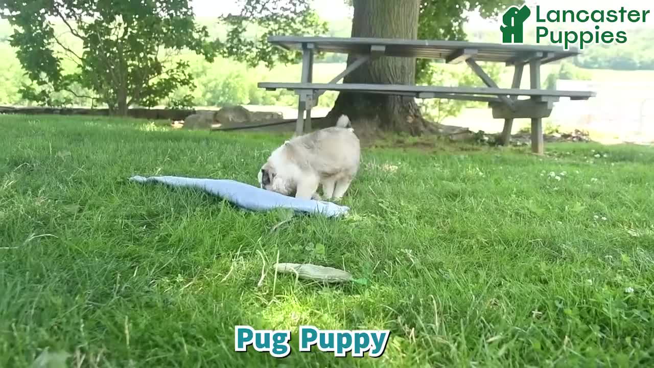 Pug dogs for sale: Shadow  - Video 1