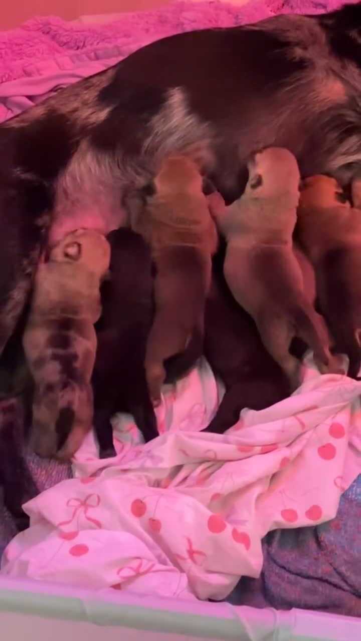 Mixed Breed dogs for sale: London - Video 2