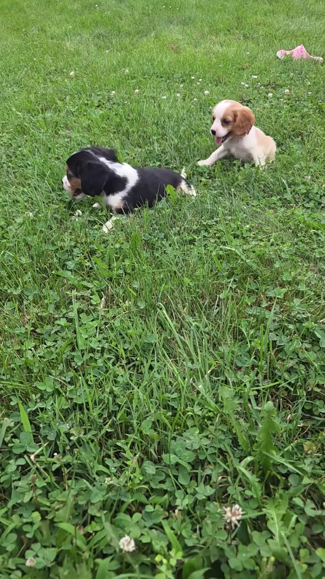 Cavalier King Charles Spaniel dogs for sale: Banjo - Video 2