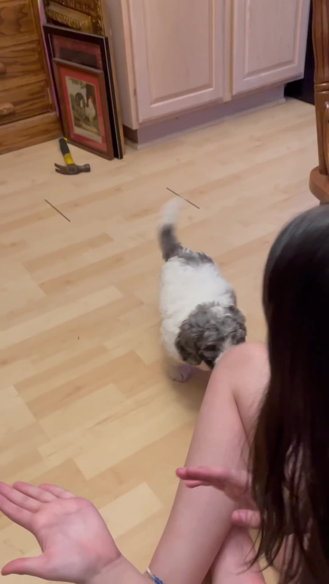 Mixed Breed dogs for sale: Mixed Breed Puppy 1 - Video 1