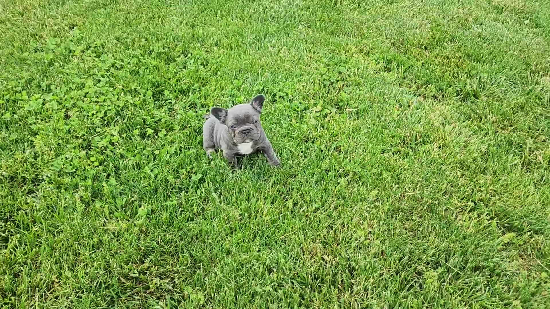 French Bulldog dogs for sale: James  - Video 1