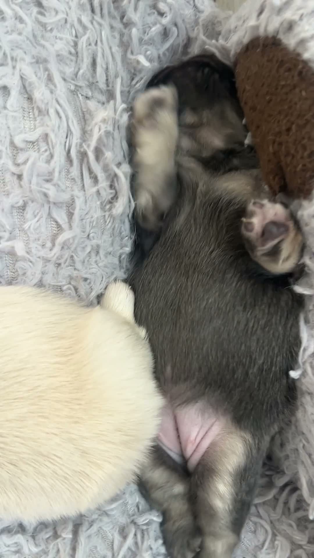 French Bulldog dogs for sale: Garth - Video 4