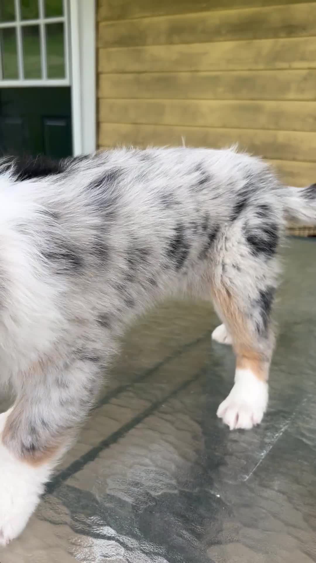 Australian Shepherd dogs for sale: Thing 2 - Video 1