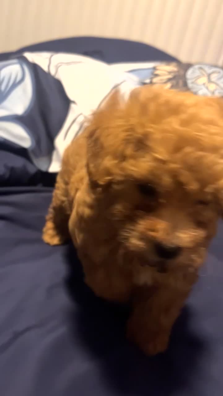 Toy Poodle dogs for sale: Toy Poodle Puppy 1 - Video 1